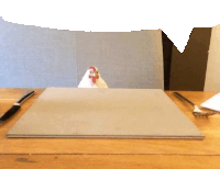 a chicken is sitting on a piece of cardboard on a wooden table