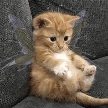 a kitten is sitting on a couch with fairy wings on it .