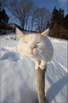 a cat with its eyes closed is sitting on a wooden post in the snow