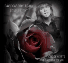 a david cassidy legacy album cover with a red rose