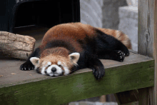 a red panda is laying on its back on a wooden deck