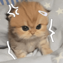 a small kitten is laying on a bed with stars on it 's blankets .