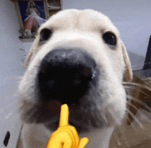 a close up of a dog 's nose with a yellow finger pointing to it