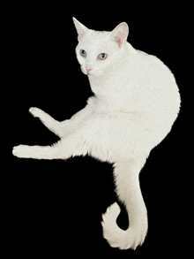 a white cat with two different colored eyes is sitting on a black background