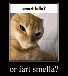 a picture of a cat with the words smart fella or fart smella below it