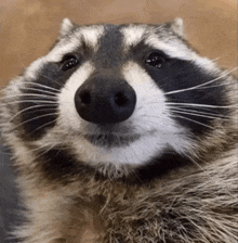 a close up of a raccoon looking at the camera with a smile on its face