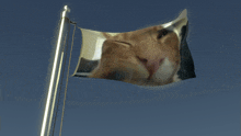 a flag with a picture of a cat on it is flying in the wind