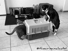 a black and white photo of two cats standing next to a pet carrier