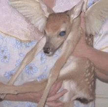 a person is holding a baby deer with angel wings on it .