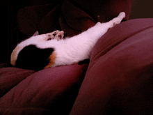 a calico cat is laying on a couch with its paws outstretched