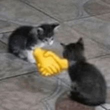 two kittens shaking hands with a yellow glove on the ground .