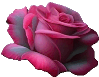 a close up of a pink rose with purple petals on a white background