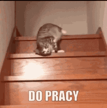 a cat is walking up a set of wooden stairs with the words do pracy below it .