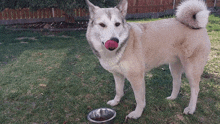 a dog with its tongue hanging out is standing next to a bowl of food