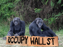 two chimpanzees sitting next to a sign that says occupy wall st.