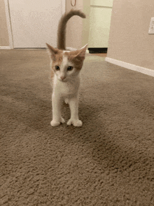 a white and orange kitten standing on a carpeted floor