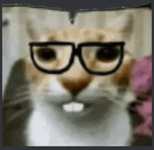 a close up of a cat wearing glasses with a speech bubble in the background