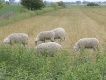 a herd of sheep grazing in a field