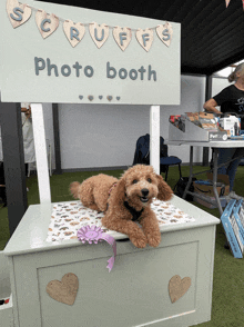 a dog is laying in front of a photo booth