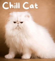 a picture of a white cat with the word chill cat written above it