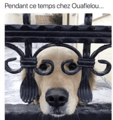 a picture of a dog behind a fence with the caption " pendant ce temps chez ouaflelou "