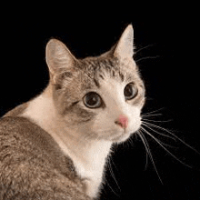 a close up of a cat 's face on a black background looking at the camera .