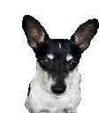 a black and white dog with large ears is looking at the camera .