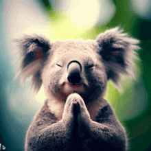 a koala bear with its eyes closed and its paws folded