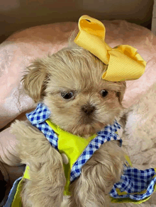 a small dog wearing a yellow bow and a blue and yellow dress