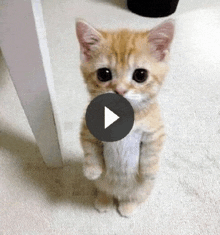 a kitten is standing on its hind legs and looking at the camera with a play button in the corner .