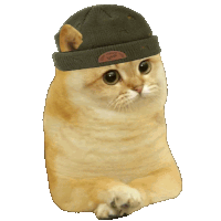 a cat wearing a knitted hat with a tag on it