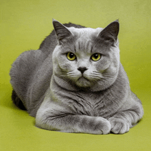 a gray cat with yellow eyes is laying down on a green surface