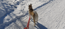 a dog on a red leash is walking on a snowy path