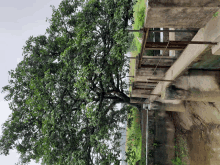 a tree with lots of leaves is standing in front of a concrete wall