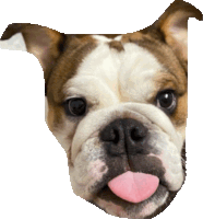 a brown and white dog with its tongue out