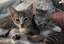 two kittens are hugging each other on a blanket