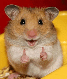 a brown and white hamster is giving a thumbs up sign