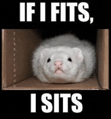 a ferret is sitting in a cardboard box with a caption that says `` if i fits , i sits ''