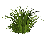 a bunch of tall green grass with a white background