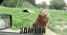 a brown bear is standing in a grassy field behind a fence and looking out of a car window .