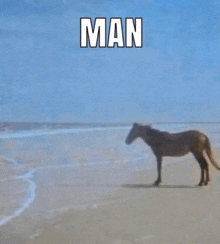 a horse standing on a beach with the word man above it .