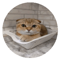 a cat is laying in a white strainer on a counter