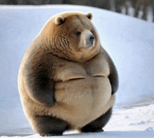 a large brown bear standing in the snow