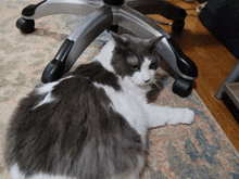 a gray and white cat laying on a rug under an office chair