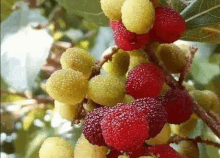 a bunch of red and yellow fruits are growing on a tree branch .