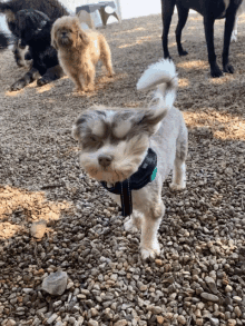 a small dog with a black collar is standing on a pile of rocks