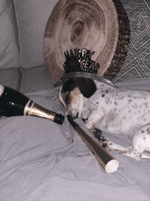 a dog wearing a new year 's eve crown is laying next to a bottle of champagne