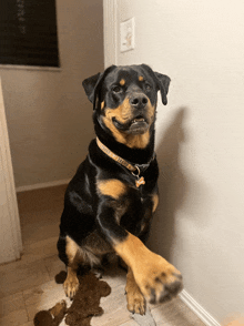 a black and brown dog wearing a collar that says " i love you " on it