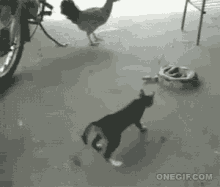 a cat is walking in front of a chicken .