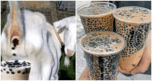 a goat is drinking milk from a cup next to a person holding three cups of milk tea .